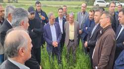 هم‌افزایی تاریخی تات، فرمانداری و مجلس در گنبدکاووس برای استقلال بذری و توسعه کشت‌های مقاوم